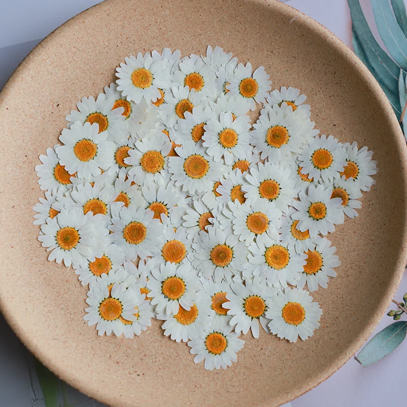 Dried Flower Bookmark - 60X Pressed Dried Natural White Chrysanthemum