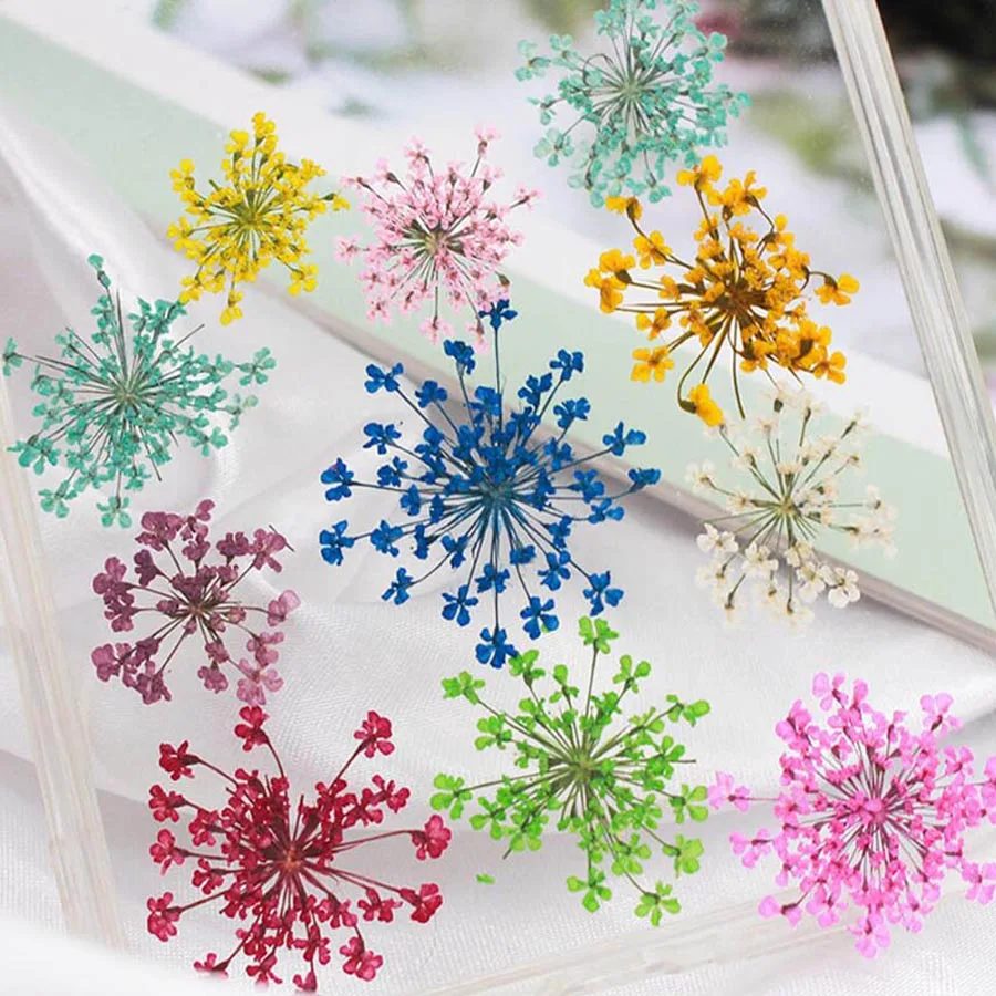 Dried Flower Bookmark - 60pcs Pressed Dried 20-25mm Ammi Majus