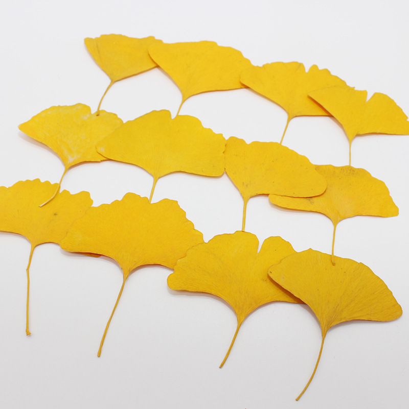 Dried Flower Bookmark - 60pcs Pressed Dried Yellow/Green Ginkgo Biloba