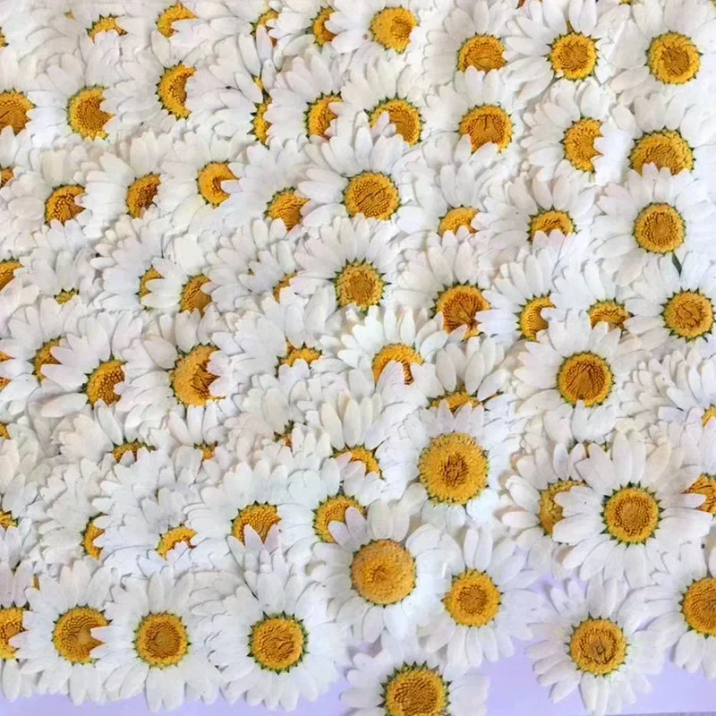 60X Pressed Dried Natural Whit - Dried Flower Bookmark recension och pris