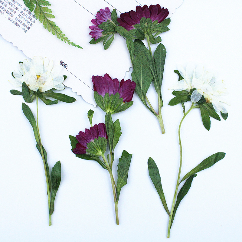 24pcs,Mini Chrysanthemum Press - Dried Flower Bookmark recension och pris