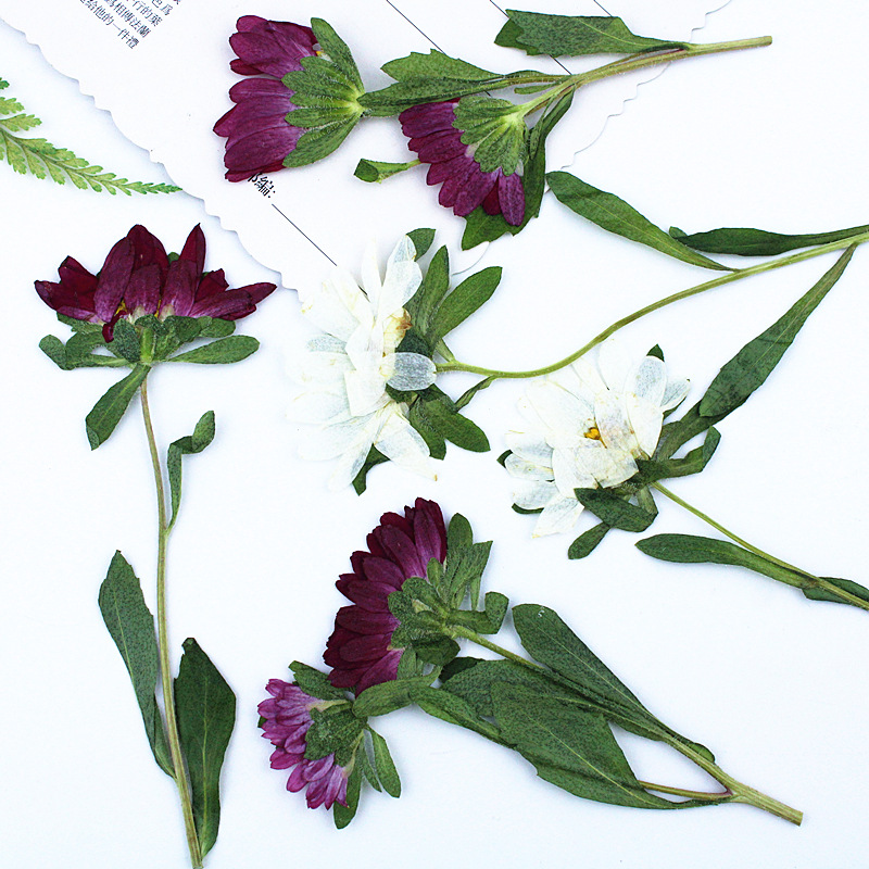24pcs,Mini Chrysanthemum Press - Dried Flower Bookmark recension och pris
