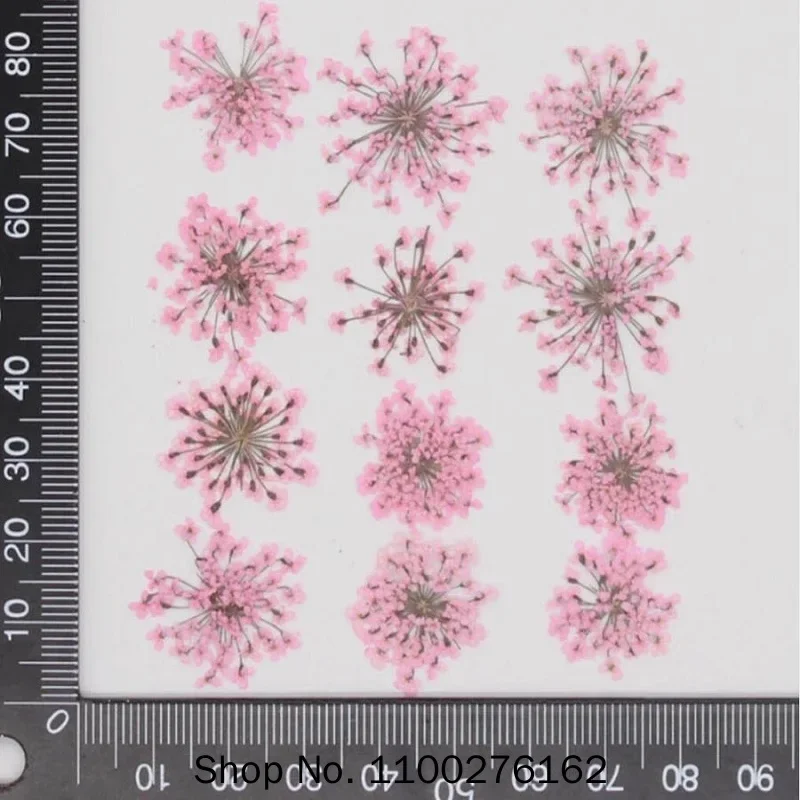 60pcs Pressed Dried Ammi Majus - Dried Flower Bookmark recension och pris