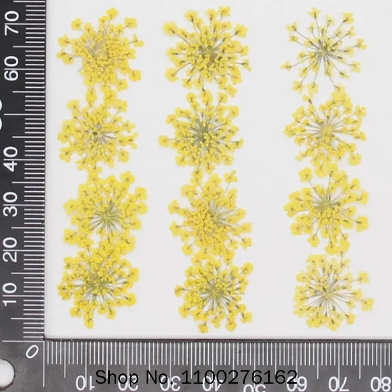60pcs Pressed Dried Ammi Majus - Dried Flower Bookmark recension och pris